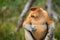 Proboscis Monkey (Nasalis larvatus) endemic of Borneo.