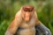 Proboscis Monkey Nasalis larvatus endemic of Borneo.