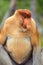 Proboscis Monkey Nasalis larvatus endemic of Borneo