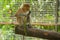 Proboscis Monkey Nasalis larvatus endemic of Borneo. Male portrait with a huge nose.