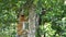 Proboscis monkey Nasalis larvatus sitting on a tree in Labuk Bay, Sabah, Borneo, Malaysia