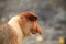 Proboscis monkey profile