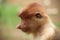 Proboscis monkey profile