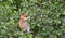 Proboscis Monkey sitting on a tree in the wild green rainforest on Borneo Island.