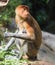 Proboscis monkey in a zoo