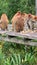 Proboscis monkeys eating on platform in forest