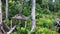 Proboscis monkeys endemic of Borneo island in Malaysia