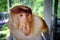 Proboscis monkeys endemic of Borneo island in Malaysia.
