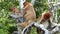 Proboscis monkeys Nasalis larvatus sitting on a tree in Labuk Bay, Sabah, Borneo, Malaysia