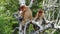 Proboscis monkeys Nasalis larvatus sitting on a tree in Labuk Bay, Sabah, Borneo, Malaysia