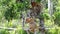 Proboscis monkeys Nasalis larvatus sitting on a tree in Labuk Bay, Sabah, Borneo, Malaysia