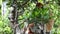 Proboscis monkeys Nasalis larvatus sitting on a tree in Labuk Bay, Sabah, Borneo, Malaysia