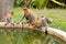 Proboscis Monkeys - Sandakan, Borneo, Malaysia