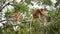 Proboscis monkeys in the trees eat fruit. Borneo.