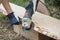 Process of abrading peel of wooden plank from pine for log house ceiling