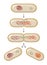 Process of bacterial fission. Reproduction.