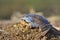 Process of breeding moorfrog Rana arvalis.