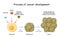 Process of cancer cell development