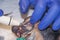The process of cleaning tartar using ultrasonic scaler veterinary stomatology. Close-up