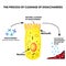 The process of cleavage of disaccharides. Structure of the enterocyte. absorptive cells intestine. Infographics