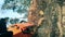 Process of cutting a tree with a chainsaw with plenty of sawdust