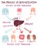 The process of detoxification. Portrait poster with infographics