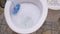 Process Draining Water into White Toilet Bowl with Disinfectant Ball Freshener