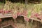 Process of drying red onions on Bali island. Storage of vegetables in a primitive wooden shed. Agriculture in the mountains on the