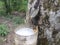 the process of extracting rubber sap from trees