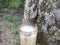 the process of extracting rubber sap from trees