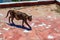 The process of feeding a street gray cat, which came after feeding seagulls with fish on the roof. The concept of caring for wild