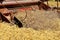 Process of feeding wheel into the threshing cylinders