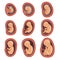 Process of fetal development. Pregnancy from 1st to 9th months. Flat vector design for educational book, infographic