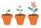 Process of flower growth. Vector image of three stages of growth of a beautiful flower in a brown pot. Plant growing stages.