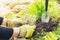 The process of garden spring work. Hands planting lavender seedlings into the ground.