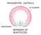 The process of gastrulation. Remnant of blastocoel, invaginating, endoderm, ectoderm,