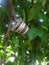 The process of grafting fruit on a big tree