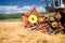 Process of harvesting with combine, gathering mature grain crops