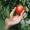 Process of harvesting: the farmer collects ripe tomatoes grown in the greenhouse