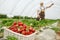 Process harvesting ripe strawberry in greenhouse.