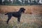 A process of hunting during hunting season, process of quail hunting, drathaar, german wirehaired pointer dog.