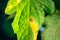 The process of infecting a green leaf of a tomato with a fungal infection by phytophthora close-up. Yellowed dry leaf of a plant