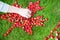 A process of laying out canadian flag with maple leaf made of strawberries on a green lawn to celebrate Canada Day