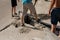 The process of laying the sidewalk curb. Workers place a deflected piece of concrete curb into a prepared recess or trench