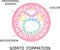 The process of nerulation. Human embryonic development. Vector illustration