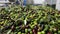 The process of olive cleaning and defoliation in a modern italian oil mill. Oil Production. Fresh extra virgin olive oil