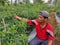 the process of picking chilies by farmers