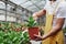 The process of planting flower is over. Man gardener in yellow and white wear working with green plants in vases