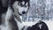 In the process of playful struggle, one siberian husky overcome another on the background of winter snow forest. Dogs on