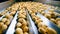 Process of potato sorting at a food plant on a conveyor.